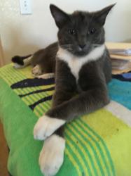 Lost Male Cat last seen Barton Rd & Alessandro Blvd, Riverside, CA 92508