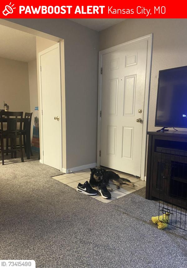 Lost Female Dog last seen Arleta park 75th street and Wabash, Kansas City, MO 64132