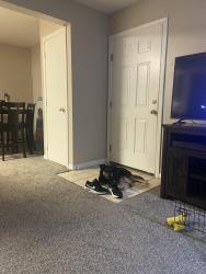 Lost Female Dog last seen Arleta park 75th street and Wabash, Kansas City, MO 64132