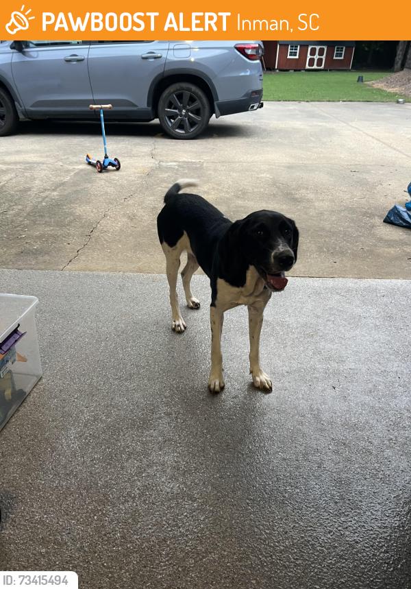 Found/Stray Female Dog last seen Chestnut Lake community, Inman, SC 29349