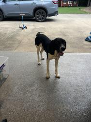 Found/Stray Female Dog last seen Chestnut Lake community, Inman, SC 29349
