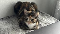 Lost Female Cat last seen Seaflower Community, Bradenton, FL 34210