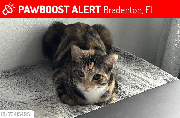 Lost Female Cat last seen Seaflower Community, Bradenton, FL 34210