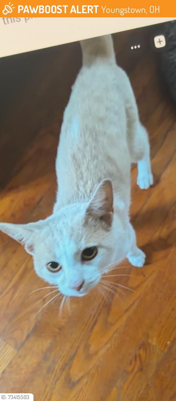 Found/Stray Unknown Cat last seen Todd lane, Youngstown, OH 44504