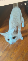 Found/Stray Unknown Cat last seen Todd lane, Youngstown, OH 44504