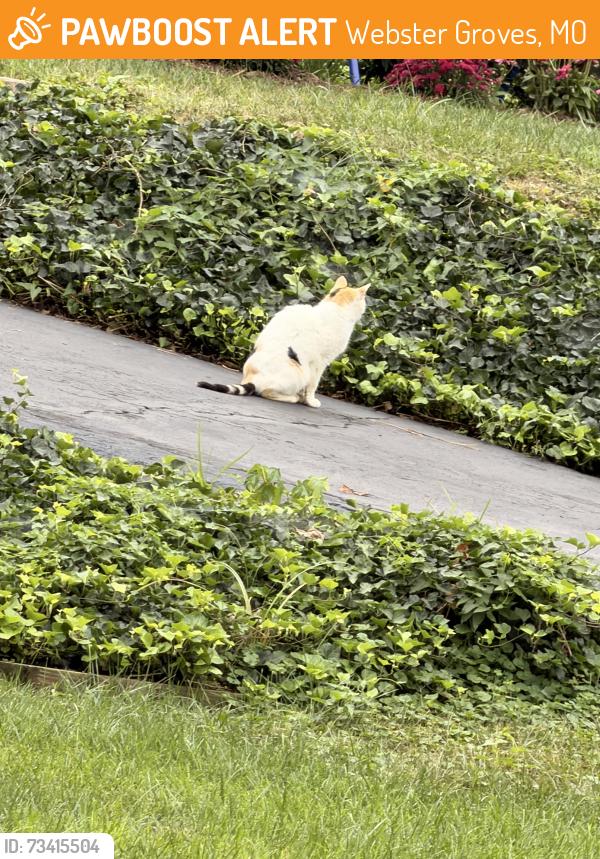 Found/Stray Unknown Cat last seen Elm and Glendale, Webster Groves, MO 63119