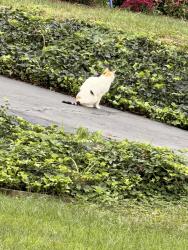Found/Stray Unknown Cat last seen Elm and Glendale, Webster Groves, MO 63119