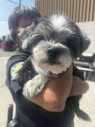 Reunited Male Dog last seen Near block and Gale Ave, Hawthorne, CA 90250