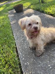 Found/Stray Male Dog last seen Jasmine blvd, Baton Rouge, LA 70806