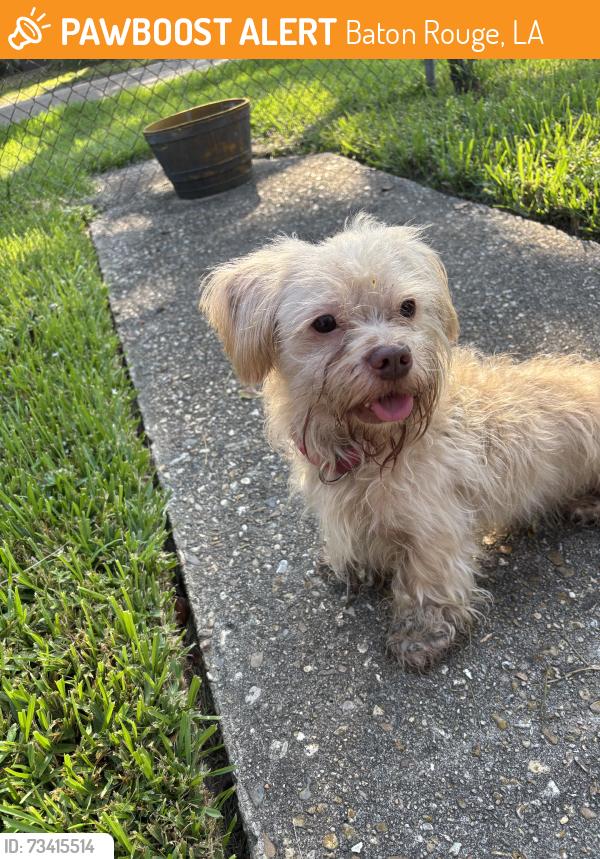 Found/Stray Male Dog last seen Jasmine blvd, Baton Rouge, LA 70806