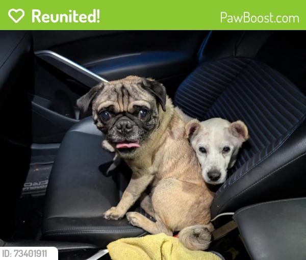 Reunited Male Dog last seen Near Downey Ave, Paramount, CA 90723, USA, Paramount, CA 90723