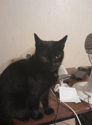 Lost Female Cat last seen Between knox and short street monessen, Monessen, PA 15062