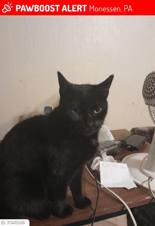 Lost Female Cat last seen Between knox and short street monessen, Monessen, PA 15062