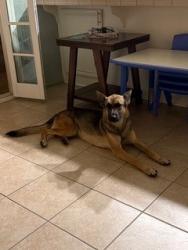 Found/Stray Female Dog last seen Ritter Ranch and Elizabeth Lake Rd., Palmdale, CA 93551