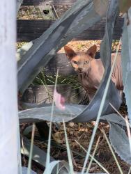 Reunited Unknown Cat last seen Verdugo View Drive and Verdugo View Terrace, LA 90065, Los Angeles, CA 90065