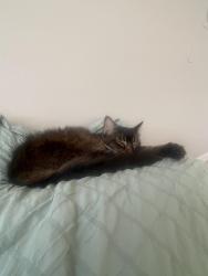 Reunited Female Cat last seen Barber Park apmts building 5342, Orlando, FL 32812