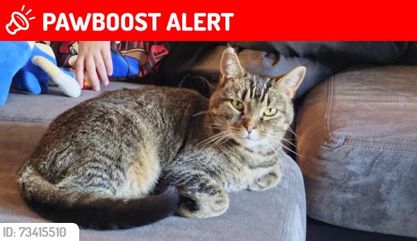 Lost Female Cat last seen Vincent & Hannah Pew public walking trail & beginning of Snyder Hill Rd, Tompkins County, NY 14850
