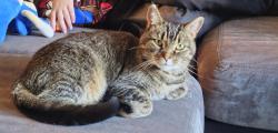Lost Female Cat last seen Vincent & Hannah Pew public walking trail & beginning of Snyder Hill Rd, Tompkins County, NY 14850
