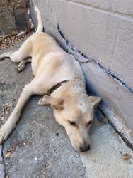 Found/Stray Female Dog last seen Fitzhugh/elm street, Dallas, TX 75204