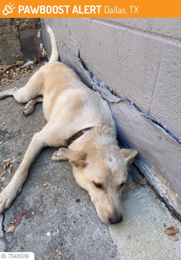Found/Stray Female Dog last seen Fitzhugh/elm street, Dallas, TX 75204