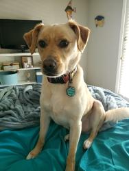 Reunited Female Dog last seen Azalea Park apmts on Dunwoody Place, Sandy Springs, GA 30350