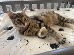 Lost Female Cat last seen Dr. Paul J Dugan Park, Roseville, CA 95747