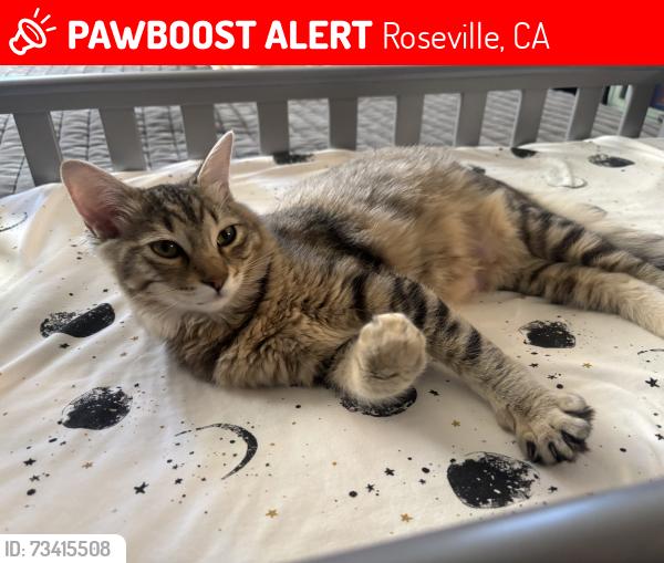 Lost Female Cat last seen Dr. Paul J Dugan Park, Roseville, CA 95747