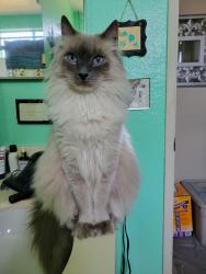 Lost Male Cat last seen Douglas & N. River Rd, Oceanside, CA 92058