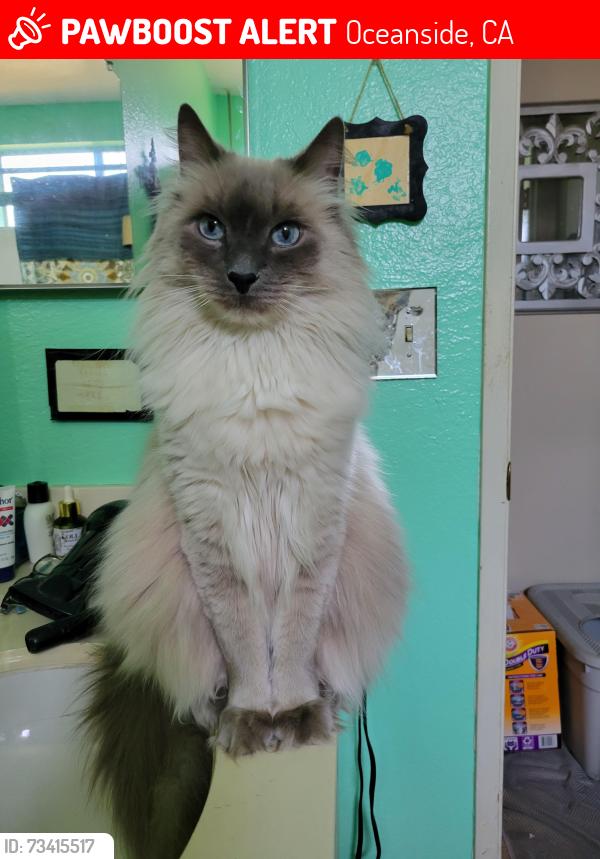 Lost Male Cat last seen Douglas & N. River Rd, Oceanside, CA 92058