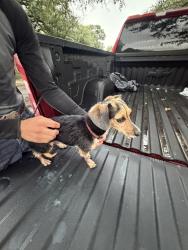 Found/Stray Male Dog last seen Sinclair avenue midland Texas and golf course, Midland, TX 79703