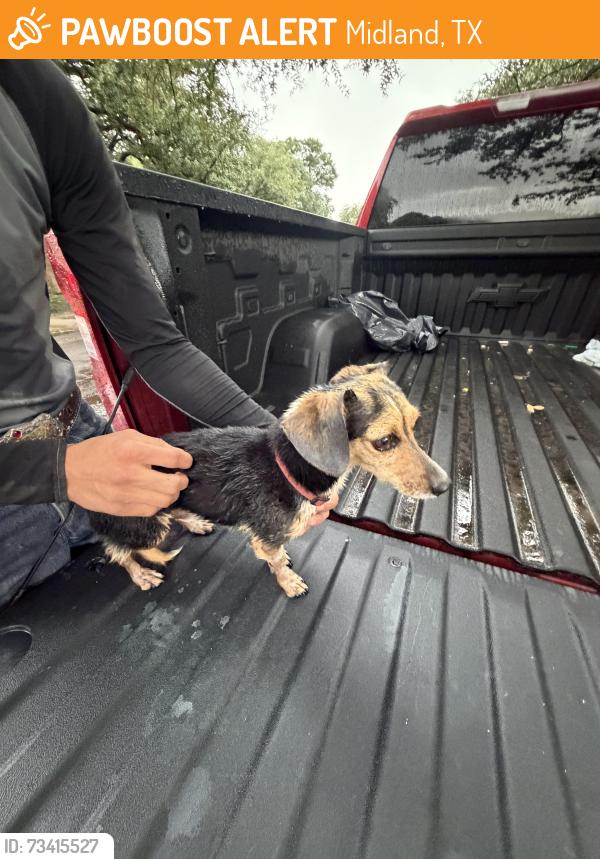 Found/Stray Male Dog last seen Sinclair avenue midland Texas and golf course, Midland, TX 79703