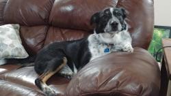 Lost Male Dog last seen Pittsfield Way/Bergeson, Boise, ID 83706