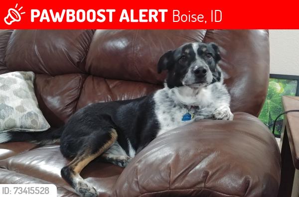Lost Male Dog last seen Pittsfield Way/Bergeson, Boise, ID 83706