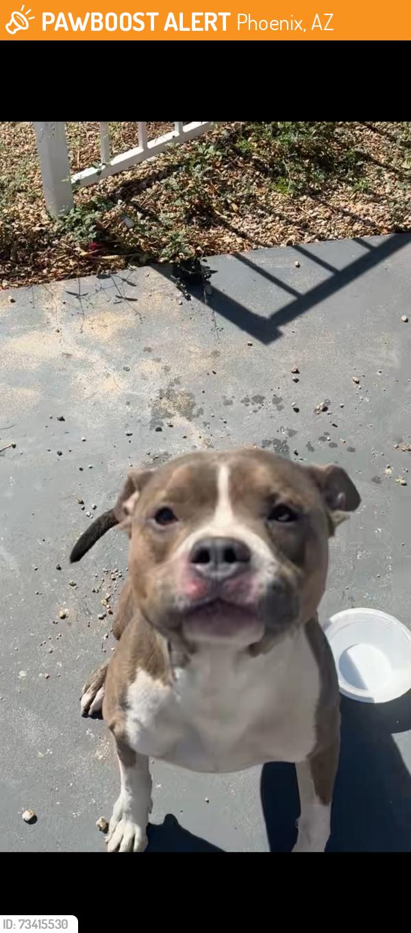 Found/Stray Unknown Dog last seen 67th avenue and indian school, Phoenix, AZ 85033