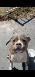 Found/Stray Unknown Dog last seen 67th avenue and indian school, Phoenix, AZ 85033