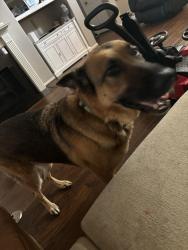 Found/Stray Unknown Dog last seen Anderson woods and grant rd, Houston, TX 77070