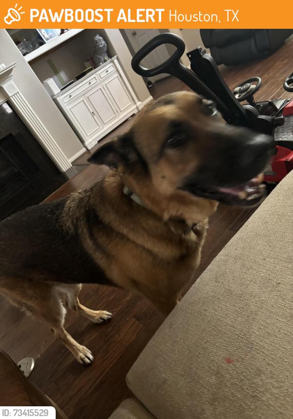 Found/Stray Unknown Dog last seen Anderson woods and grant rd, Houston, TX 77070