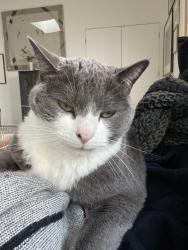 Lost Male Cat last seen Near NW Saltzman Rd, Portland, OR 97210