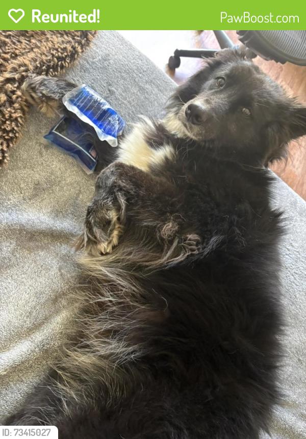 Reunited Female Dog last seen Old County Road and Hilsdale, Belmont CA, San Mateo, CA 94403
