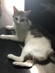 Reunited Male Cat last seen Fern Creek and Michigan St., Orlando, FL 32806