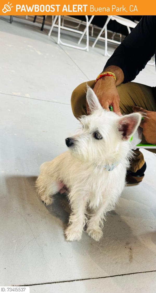Found/Stray Male Dog last seen Buena Park near Knotts on Locust Dr, Buena Park, CA 90620