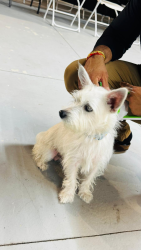 Found/Stray Male Dog last seen Buena Park near Knotts on Locust Dr, Buena Park, CA 90620