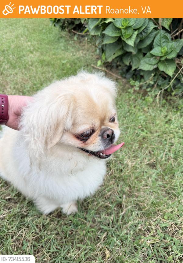 Found/Stray Unknown Dog last seen Bluemont and Winborne, Roanoke, VA 24015