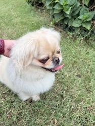 Found/Stray Unknown Dog last seen Bluemont and Winborne, Roanoke, VA 24015