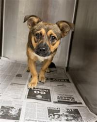 Shelter Stray Male Dog last seen , 14409 Vanowen St, Van Nuys, CA 91405, USA