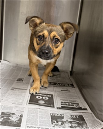 Shelter Stray Male Dog last seen , 14409 Vanowen St, Van Nuys, CA 91405, USA