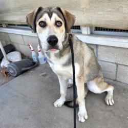 Shelter Stray Female Dog last seen Near BLK LONG BEACH BLVD, LONG BEACH, CA 90805, 7700 E Spring St, Long Beach, CA 90815, USA