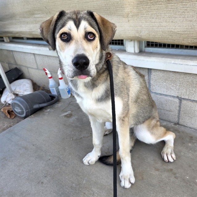 Shelter Stray Female Dog last seen Near BLK LONG BEACH BLVD, LONG BEACH, CA 90805, 7700 E Spring St, Long Beach, CA 90815, USA
