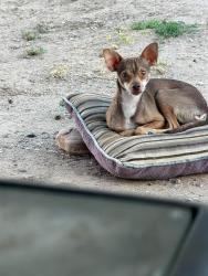 Reunited Male Dog last seen Near w country gables drive, Glendale, AZ 85306
