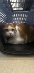 Shelter Stray Male Cat last seen ALAMANCE COUNTY, 221 Stone Quarry Rd, Burlington, NC 27217, USA